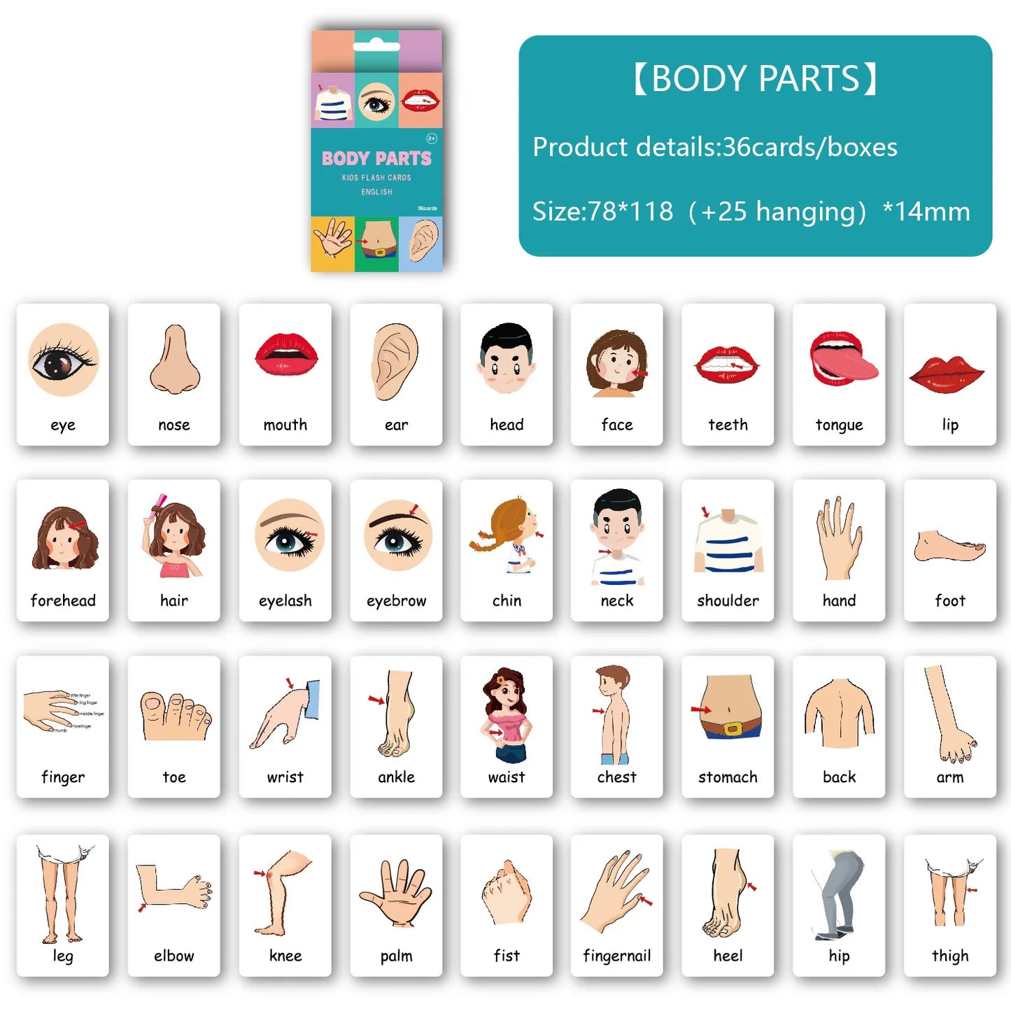 Montessori Alphabet Flashcards for Kids 3-14 Years, 36 Cards x 8 Themes, Educational Toys, Reading/Writing Learning Games Gift