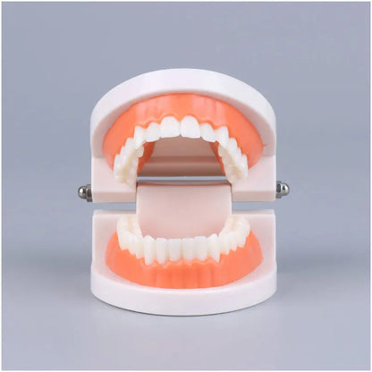 Montessori Educational Toys for Children Early Learning Kids Intelligence Brushing Tooth Teaching Aids Simulated Practical Life