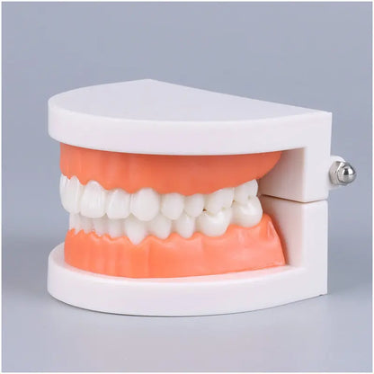 Montessori Educational Toys for Children Early Learning Kids Intelligence Brushing Tooth Teaching Aids Simulated Practical Life