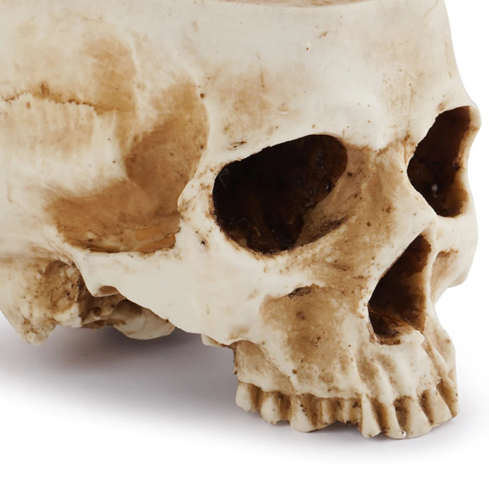 Resin Skull Flower Pot Home Garden Office Decor Planter Container Skeleton Desktop Flower Pot Halloween Skeleton Flowerpot