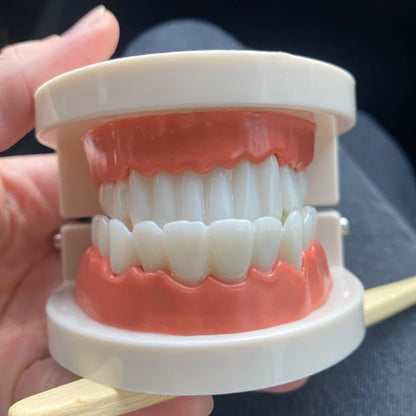 Montessori Educational Toys for Children Early Learning Kids Intelligence Brushing Tooth Teaching Aids Simulated Practical Life